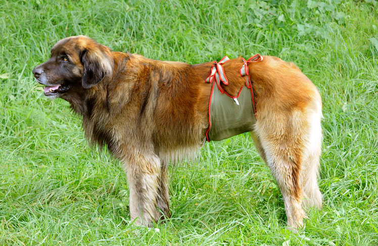 Dog Diaper XXL for a male Leonberger