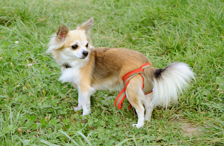 Dog nappies for female Chihuahua