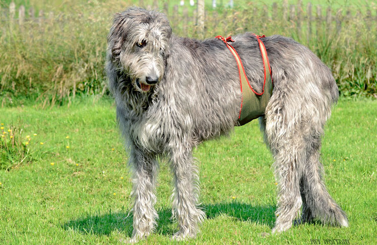Diaper for a male Irish Wolfhound
