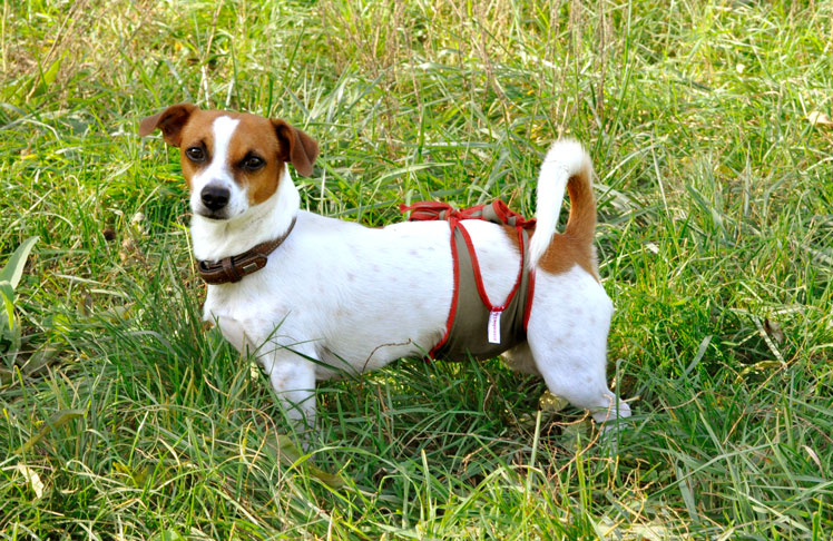 Dog diaper XS for male Jack Russel