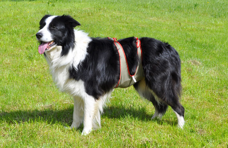 Dog diapers for male Border Collie