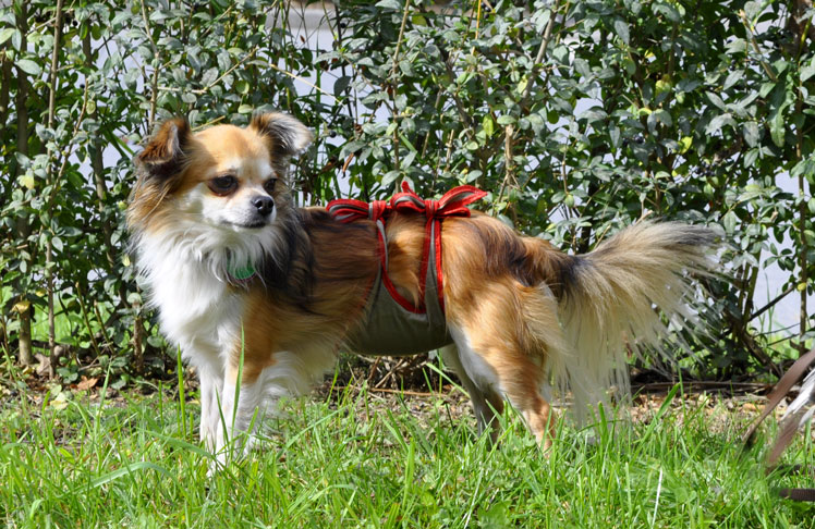 Dog diapers for male Chihuahua