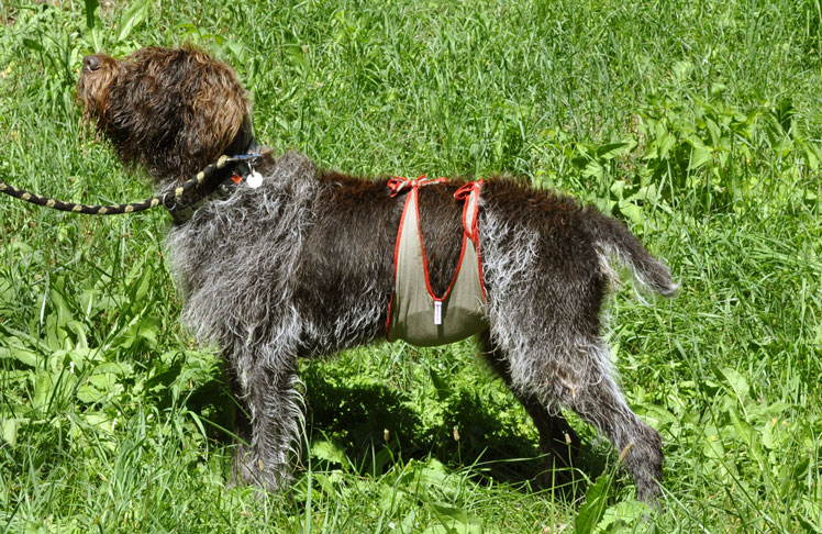 Dog diapers for male Gun Dog