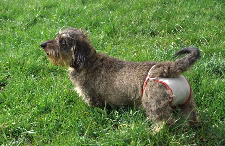 Dog nappies for female Dachshund