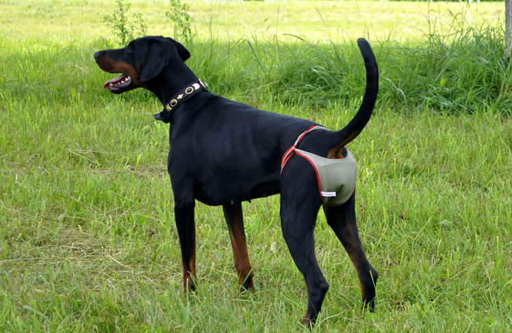 Dog nappies for female Doberman