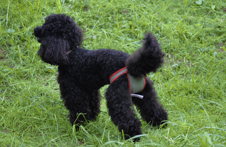 Dog nappies for female Poodle