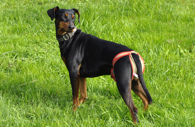 Dog nappies for female German Pinscher