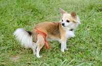 Dog nappies for female Chihuahua