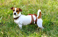 Dog diaper for male Jack Russel