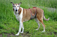 Dog diaper for male Smooth Collie