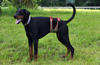 Dog diapers for male Doberman