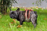 Dog diapers for male French Bulldog 