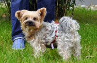 Dog diapers for male Yorkshire Terrier