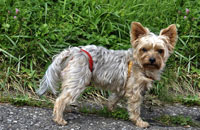 Dog nappies for female Yorkshire Terrier