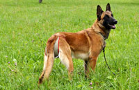 Couche / Culotte pour chienne Berger Belge Malinois