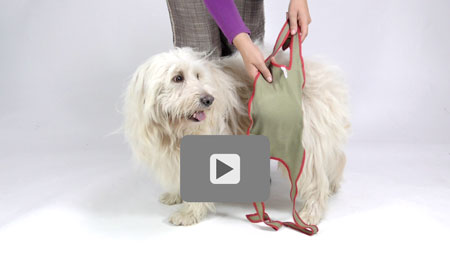 Démonstration vidéo : Comment mettre la couche pour chien piccobello pour les petits mâles