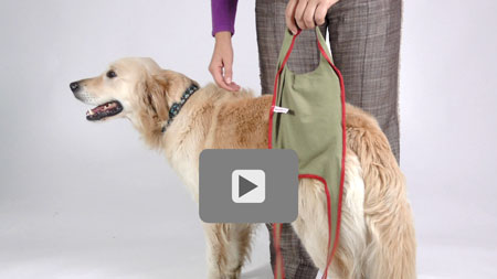 Video: How you put on the piccobello dog diaper for large female dogs