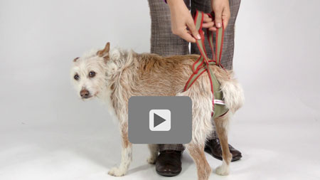 Video tutorial: How you put on the piccobello dog diaper / nappy for small female dogs