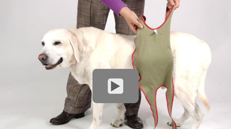 Video tutorial: How you put on the piccobello dog diaper / nappy for large male dogs