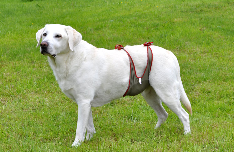Dog diapers for male