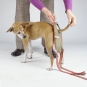 Dog diaper for small female dogs-2