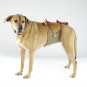 Dog diaper for large male dogs-2