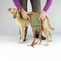 Dog diaper for small male dogs-3