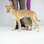 Dog diaper for small male dogs-4