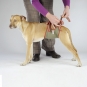 Dog diaper for small male dogs-6